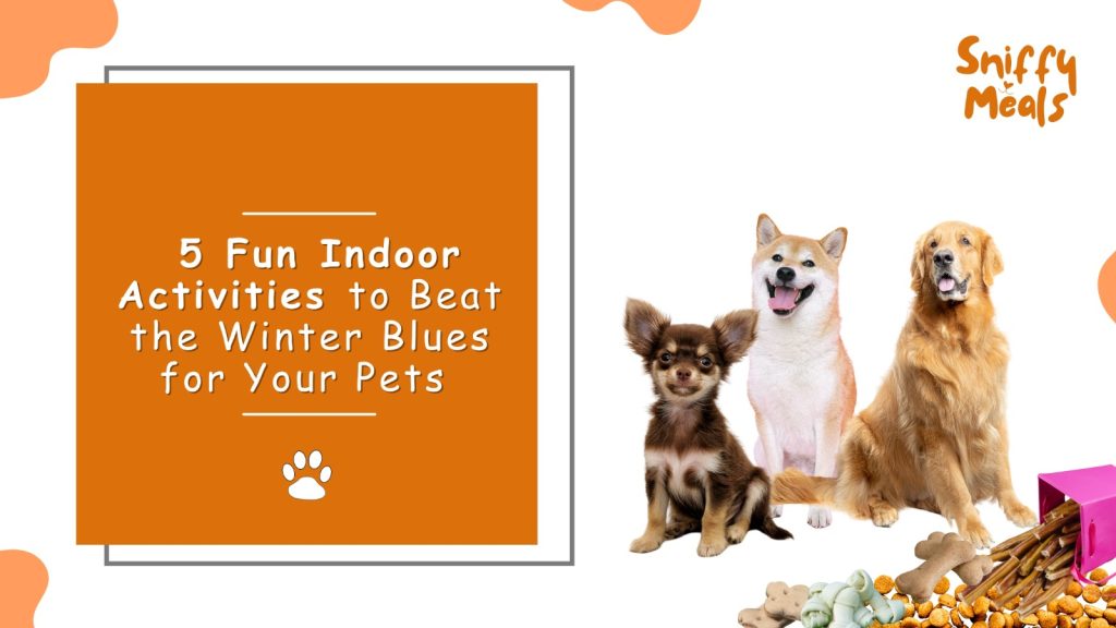 Indoor Activities for Pets