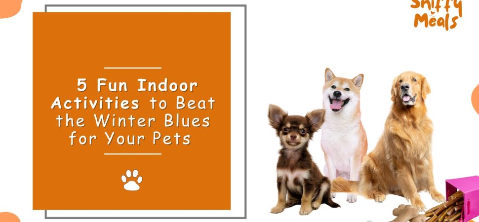 Indoor Activities for Pets