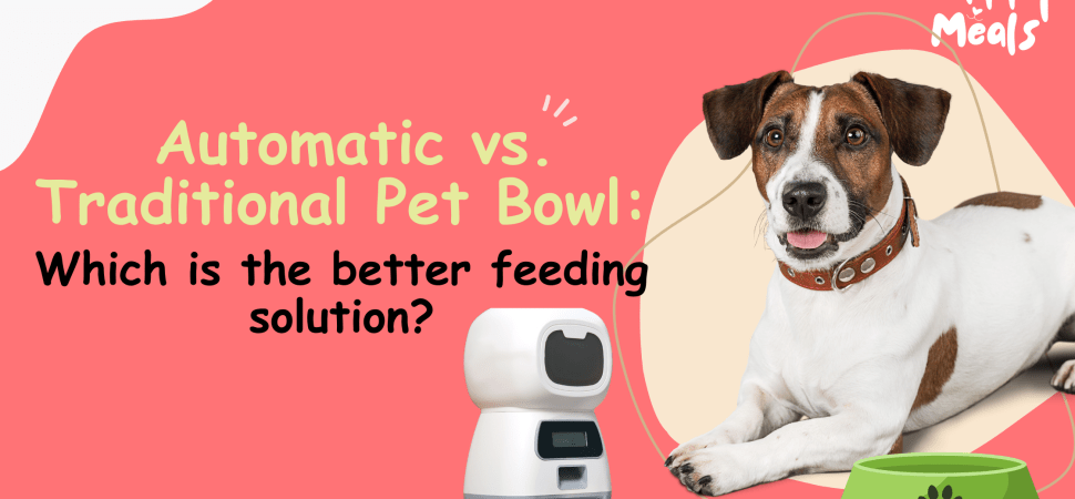Automatic vs. Traditional Pet Bowl